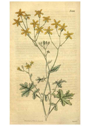 Reproducción/Reproduction 35189474355: Curtis's botanical magazine.. London ; New York [etc.] :Academic Press [etc.]