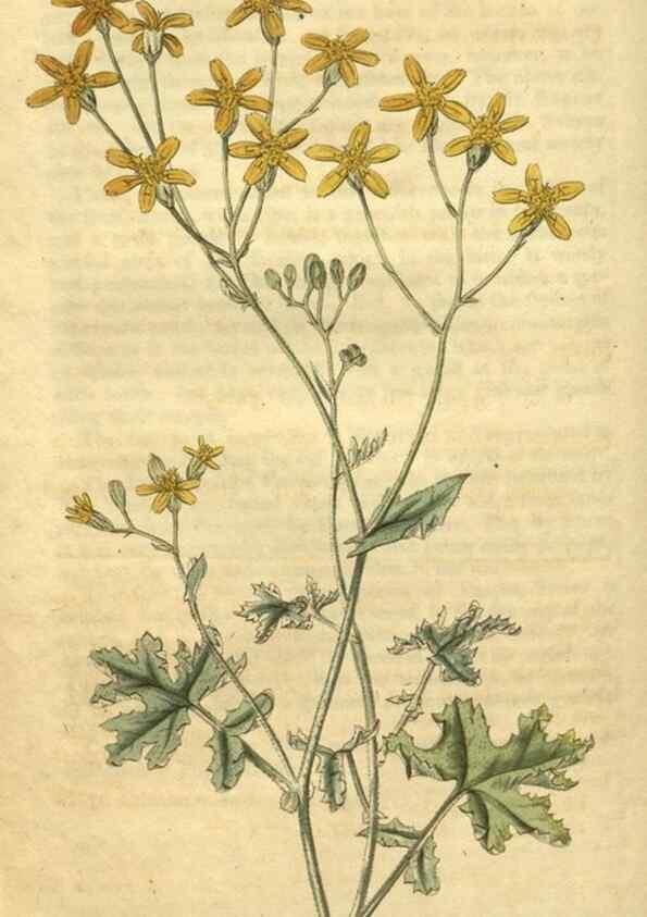 Reproducción/Reproduction 35189474355: Curtis's botanical magazine.. London ; New York [etc.] :Academic Press [etc.]