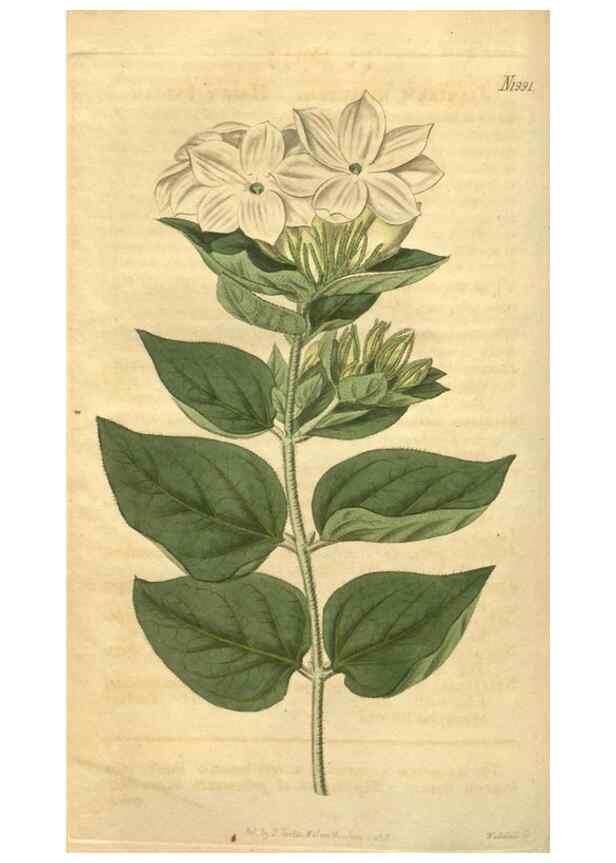 Reproducción/Reproduction 35149227636: Curtis's botanical magazine.. London ; New York [etc.] :Academic Press [etc.]