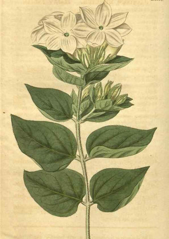 Reproducción/Reproduction 35149227636: Curtis's botanical magazine.. London ; New York [etc.] :Academic Press [etc.]