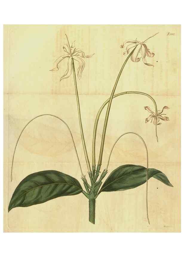 Reproducción/Reproduction 35149229236: Curtis's botanical magazine.. London ; New York [etc.] :Academic Press [etc.]