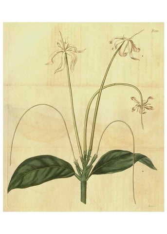 Reproducción/Reproduction 35149229236: Curtis's botanical magazine.. London ; New York [etc.] :Academic Press [etc.]