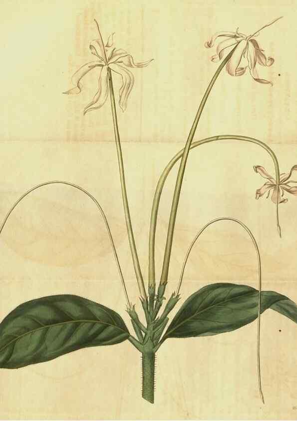 Reproducción/Reproduction 35149229236: Curtis's botanical magazine.. London ; New York [etc.] :Academic Press [etc.]