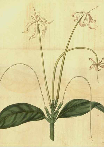 Reproducción/Reproduction 35149229236: Curtis's botanical magazine.. London ; New York [etc.] :Academic Press [etc.]