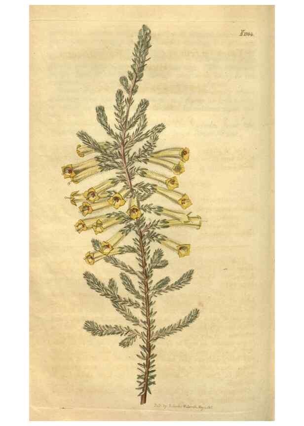 Reproducción/Reproduction 35189465125: Curtis's botanical magazine.. London ; New York [etc.] :Academic Press [etc.]