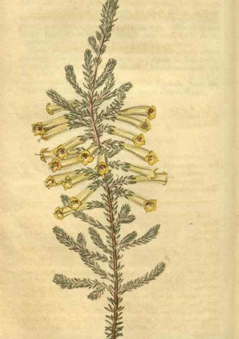 Reproducción/Reproduction 35189465125: Curtis's botanical magazine.. London ; New York [etc.] :Academic Press [etc.]