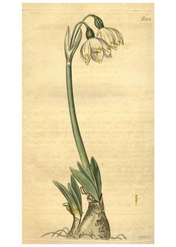 Reproducción/Reproduction 35189479015: Curtis's botanical magazine.. London ; New York [etc.] :Academic Press [etc.]