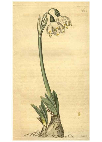 Reproducción/Reproduction 35189479015: Curtis's botanical magazine.. London ; New York [etc.] :Academic Press [etc.]