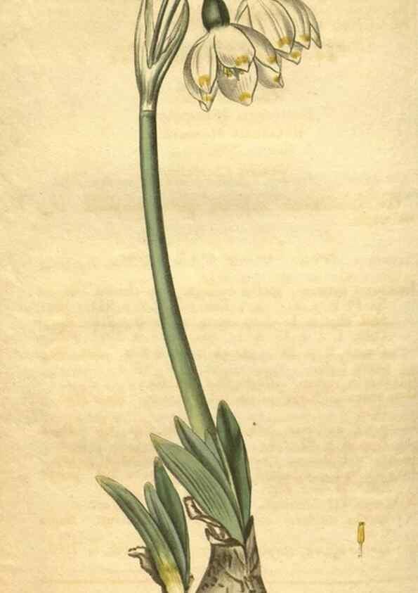 Reproducción/Reproduction 35189479015: Curtis's botanical magazine.. London ; New York [etc.] :Academic Press [etc.]