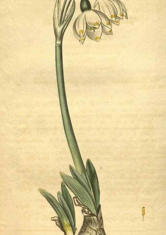Reproducción/Reproduction 35189479015: Curtis's botanical magazine.. London ; New York [etc.] :Academic Press [etc.]