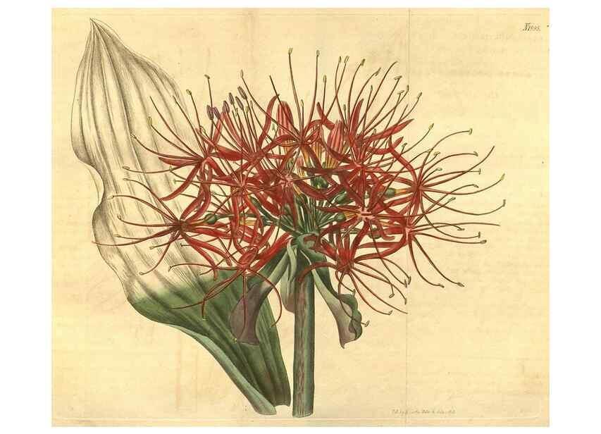 Reproducción/Reproduction 35189484925: Curtis's botanical magazine.. London ; New York [etc.] :Academic Press [etc.]