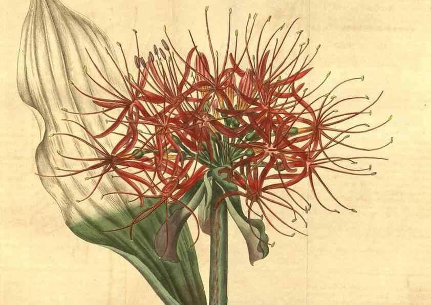 Reproducción/Reproduction 35189484925: Curtis's botanical magazine.. London ; New York [etc.] :Academic Press [etc.]