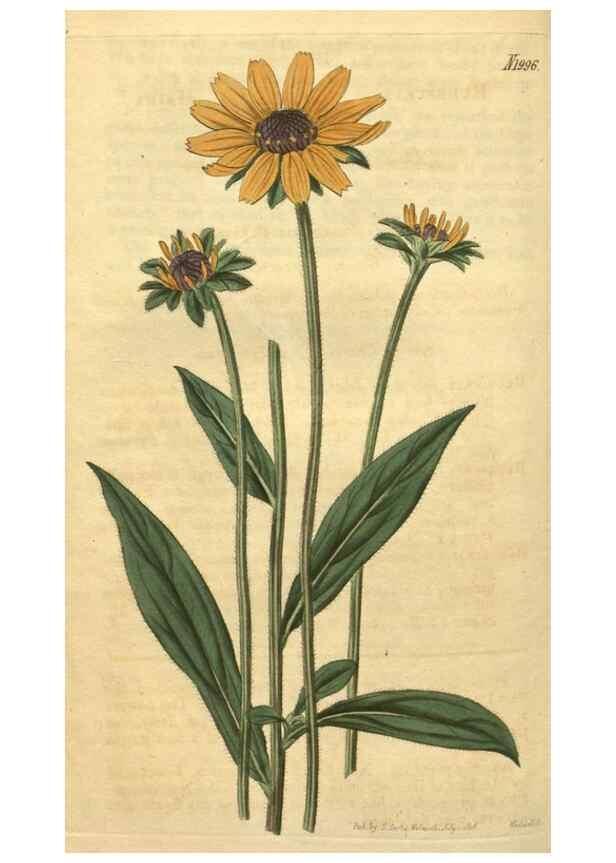 Reproducción/Reproduction 34380008613: Curtis's botanical magazine.. London ; New York [etc.] :Academic Press [etc.]