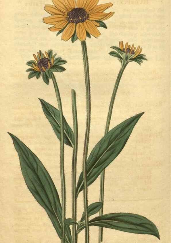 Reproducción/Reproduction 34380008613: Curtis's botanical magazine.. London ; New York [etc.] :Academic Press [etc.]