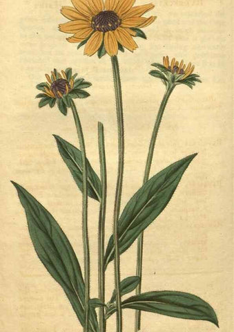Reproducción/Reproduction 34380008613: Curtis's botanical magazine.. London ; New York [etc.] :Academic Press [etc.]