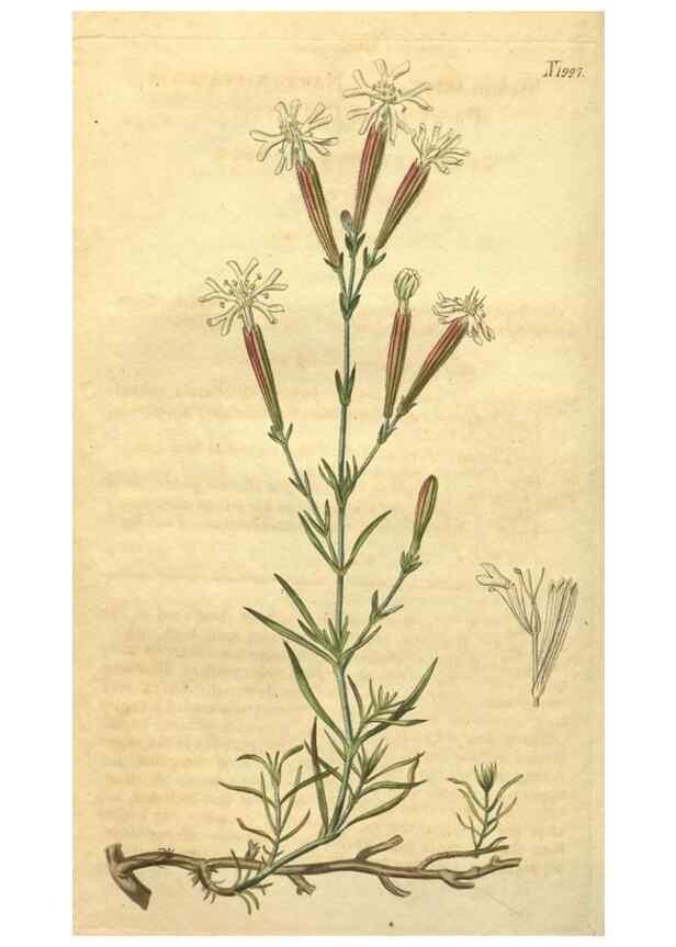 Reproducción/Reproduction 34380009633: Curtis's botanical magazine.. London ; New York [etc.] :Academic Press [etc.]