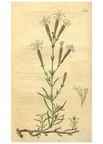 Reproducción/Reproduction 34380009633: Curtis's botanical magazine.. London ; New York [etc.] :Academic Press [etc.]