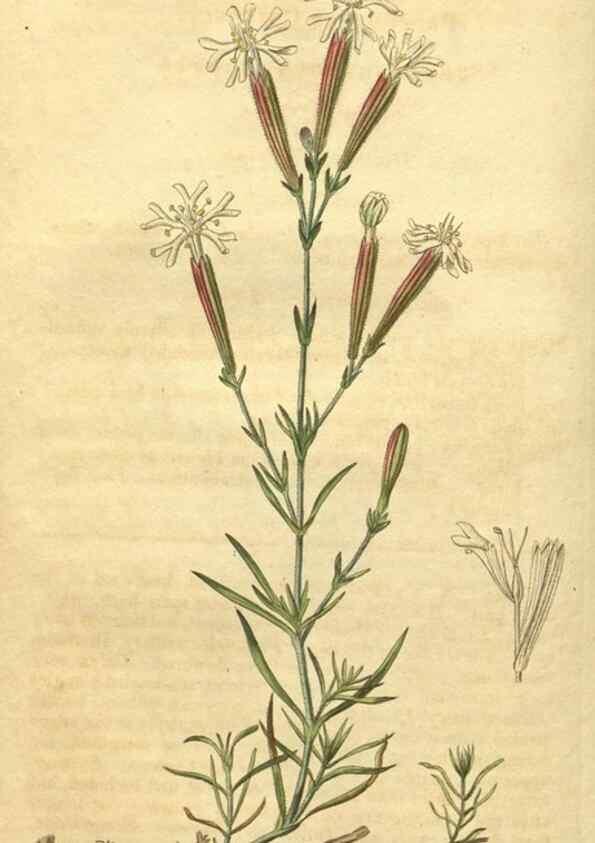 Reproducción/Reproduction 34380009633: Curtis's botanical magazine.. London ; New York [etc.] :Academic Press [etc.]