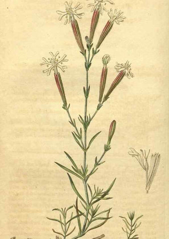 Reproducción/Reproduction 34380009633: Curtis's botanical magazine.. London ; New York [etc.] :Academic Press [etc.]