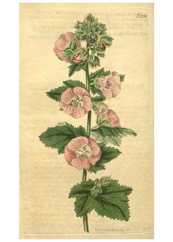Reproducción/Reproduction 35189492775: Curtis's botanical magazine.. London ; New York [etc.] :Academic Press [etc.]