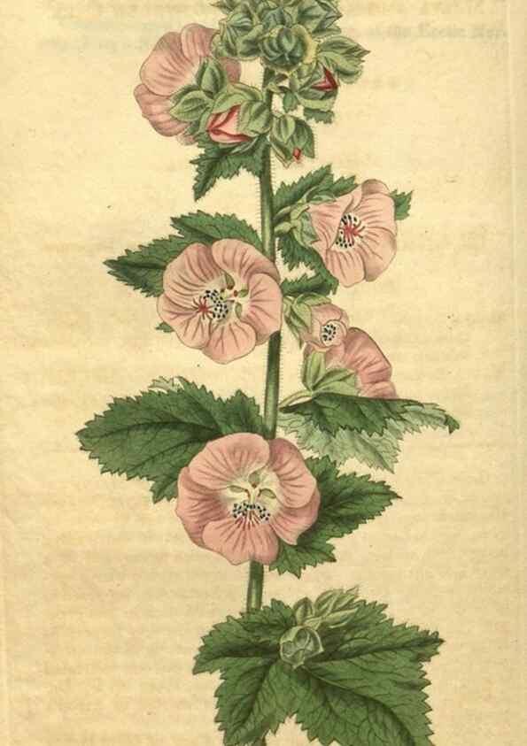 Reproducción/Reproduction 35189492775: Curtis's botanical magazine.. London ; New York [etc.] :Academic Press [etc.]