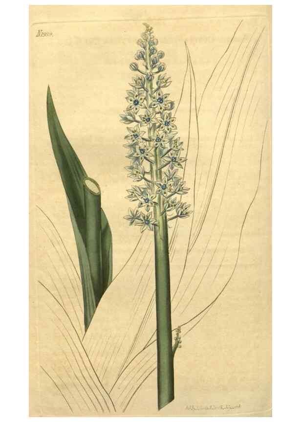 Reproducción/Reproduction 34380012053: Curtis's botanical magazine.. London ; New York [etc.] :Academic Press [etc.]