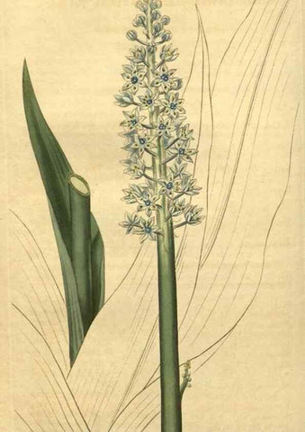 Reproducción/Reproduction 34380012053: Curtis's botanical magazine.. London ; New York [etc.] :Academic Press [etc.]