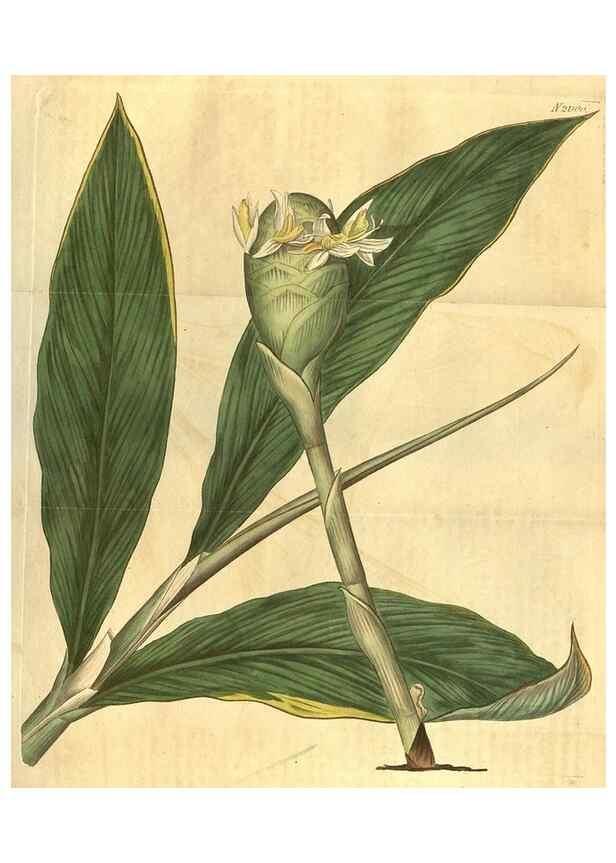 Reproducción/Reproduction 34380012953: Curtis's botanical magazine.. London ; New York [etc.] :Academic Press [etc.]