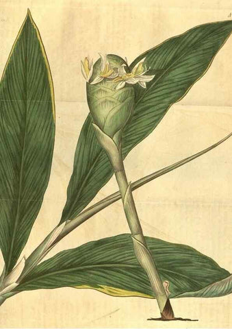 Reproducción/Reproduction 34380012953: Curtis's botanical magazine.. London ; New York [etc.] :Academic Press [etc.]