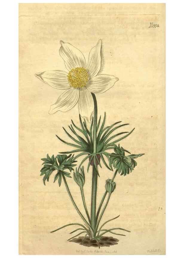 Reproducción/Reproduction 34344853124: Curtis's botanical magazine.. London ; New York [etc.] :Academic Press [etc.]
