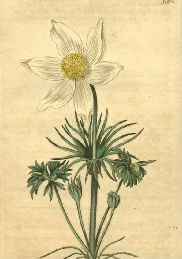 Reproducción/Reproduction 34344853124: Curtis's botanical magazine.. London ; New York [etc.] :Academic Press [etc.]