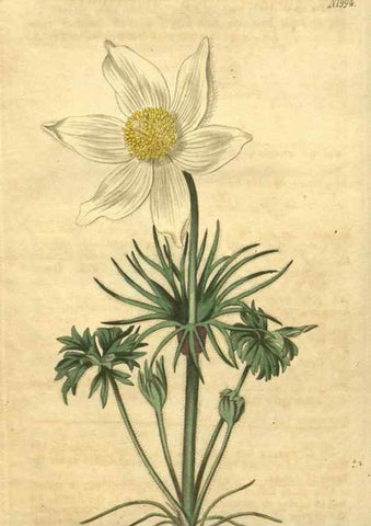 Reproducción/Reproduction 34344853124: Curtis's botanical magazine.. London ; New York [etc.] :Academic Press [etc.]