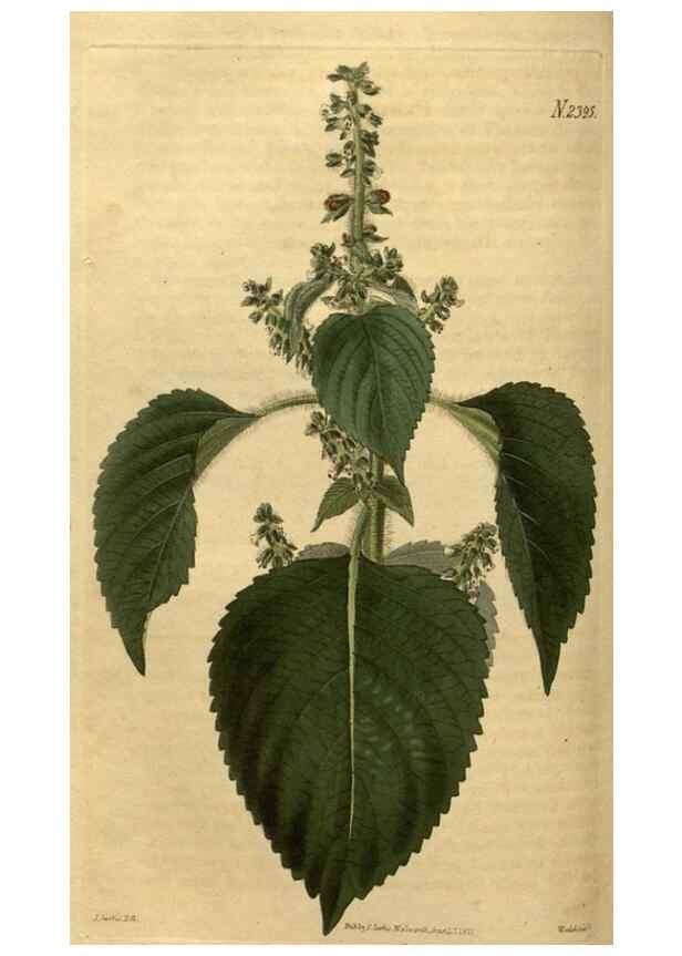Reproducción/Reproduction 35025417512: Curtis's botanical magazine.. London ; New York [etc.] :Academic Press [etc.]