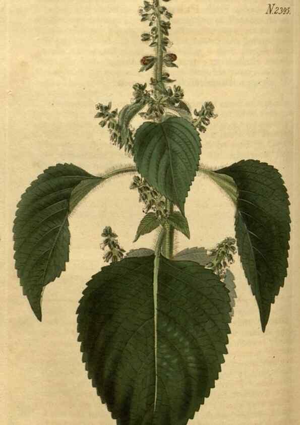 Reproducción/Reproduction 35025417512: Curtis's botanical magazine.. London ; New York [etc.] :Academic Press [etc.]