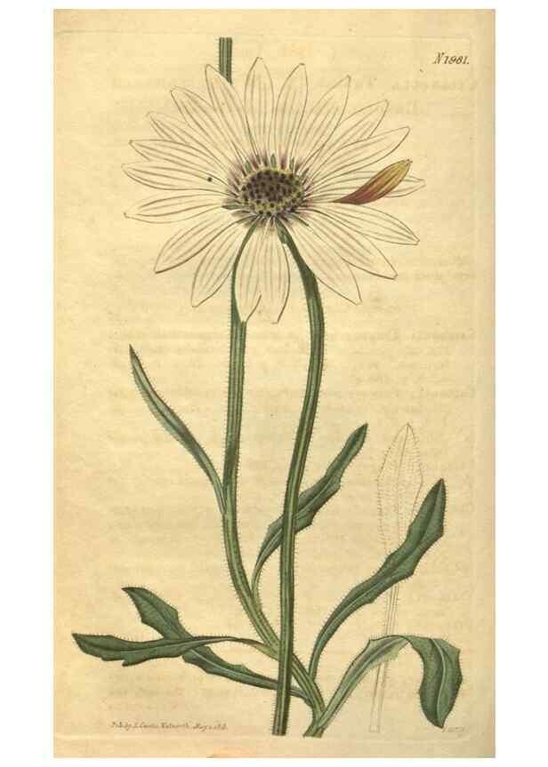 Reproducción/Reproduction 35189459455: Curtis's botanical magazine.. London ; New York [etc.] :Academic Press [etc.]
