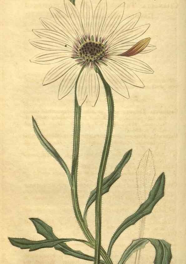 Reproducción/Reproduction 35189459455: Curtis's botanical magazine.. London ; New York [etc.] :Academic Press [etc.]