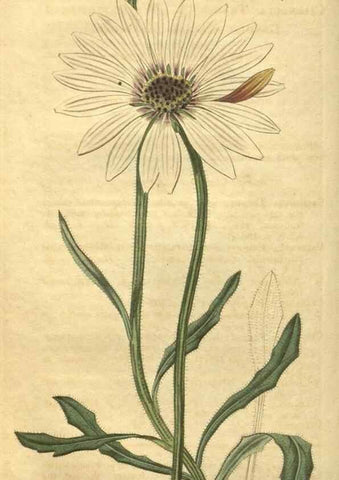 Reproducción/Reproduction 35189459455: Curtis's botanical magazine.. London ; New York [etc.] :Academic Press [etc.]