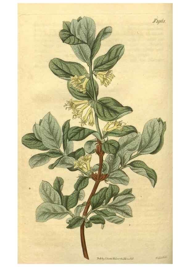 Reproducción/Reproduction 35024174562: Curtis's botanical magazine.. London ; New York [etc.] :Academic Press [etc.]