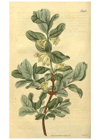 Reproducción/Reproduction 35024174562: Curtis's botanical magazine.. London ; New York [etc.] :Academic Press [etc.]