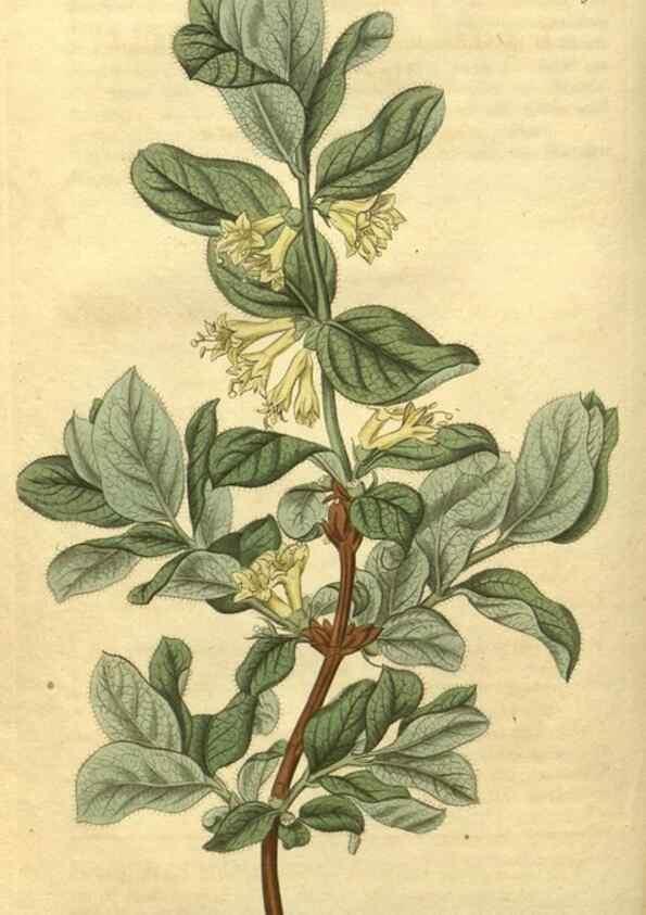 Reproducción/Reproduction 35024174562: Curtis's botanical magazine.. London ; New York [etc.] :Academic Press [etc.]