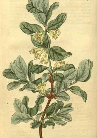 Reproducción/Reproduction 35024174562: Curtis's botanical magazine.. London ; New York [etc.] :Academic Press [etc.]