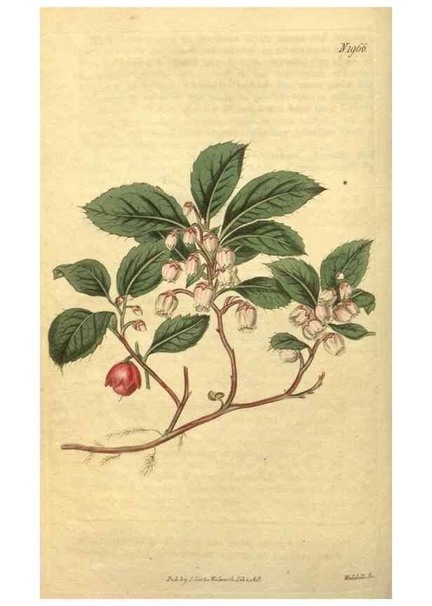 Reproducción/Reproduction 35058950491: Curtis's botanical magazine.. London ; New York [etc.] :Academic Press [etc.]