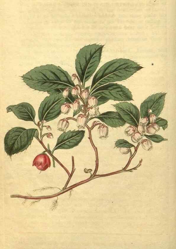 Reproducción/Reproduction 35058950491: Curtis's botanical magazine.. London ; New York [etc.] :Academic Press [etc.]