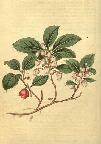 Reproducción/Reproduction 35058950491: Curtis's botanical magazine.. London ; New York [etc.] :Academic Press [etc.]