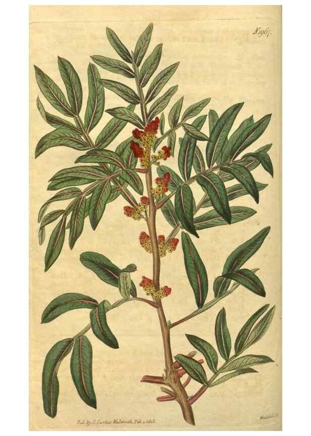 Reproducción/Reproduction 34802863520: Curtis's botanical magazine.. London ; New York [etc.] :Academic Press [etc.]