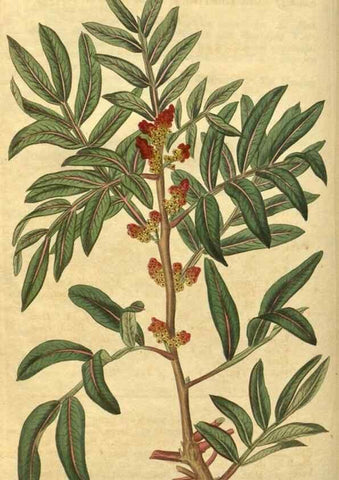 Reproducción/Reproduction 34802863520: Curtis's botanical magazine.. London ; New York [etc.] :Academic Press [etc.]