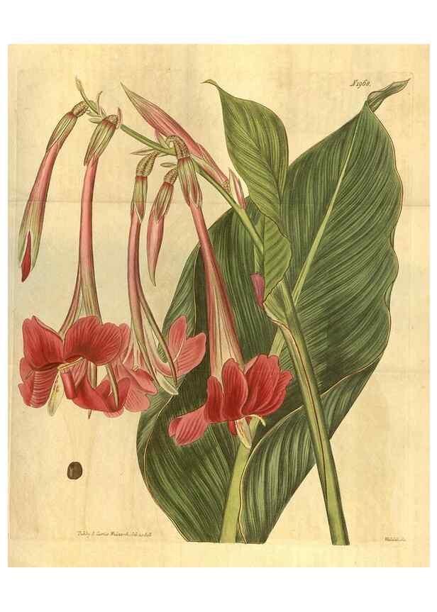 Reproducción/Reproduction 34379975513: Curtis's botanical magazine.. London ; New York [etc.] :Academic Press [etc.]