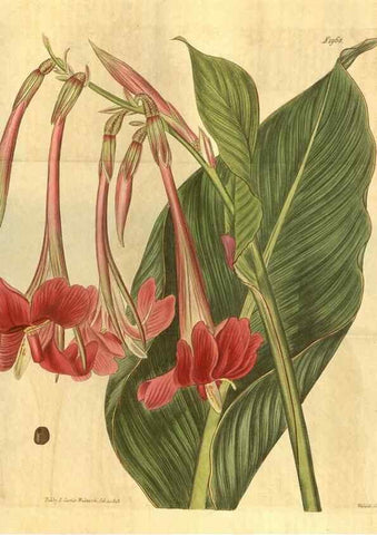 Reproducción/Reproduction 34379975513: Curtis's botanical magazine.. London ; New York [etc.] :Academic Press [etc.]