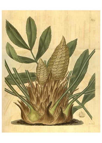 Reproducción/Reproduction 34379977513: Curtis's botanical magazine.. London ; New York [etc.] :Academic Press [etc.]