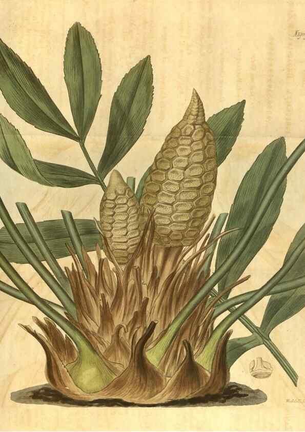 Reproducción/Reproduction 34379977513: Curtis's botanical magazine.. London ; New York [etc.] :Academic Press [etc.]